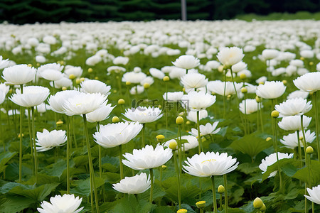 田野里有很多白花