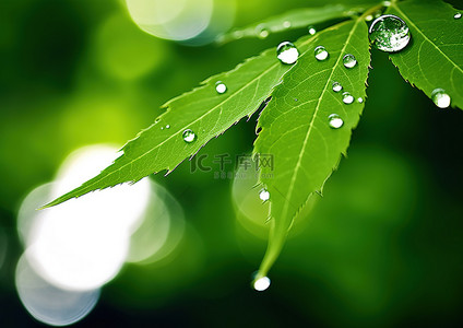 一片绿叶背景图片_一片绿叶，水中有水滴