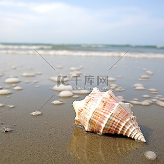 海背景图片_海滩附近海岸上的海螺壳