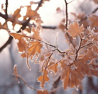 冬天落叶背景图片_一根冷冻植物的树枝从树上掉了下来