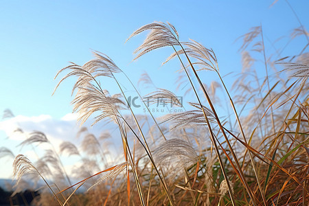 一大片田地，高高的草在微风中吹拂
