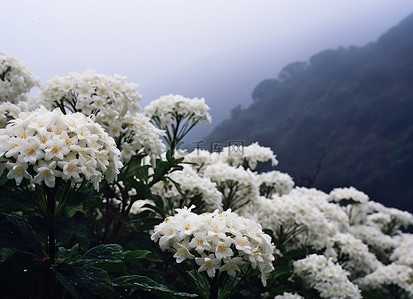 上海雾蒙蒙的早晨山上的花