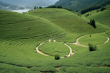 有一条圆形小路穿过的茶园