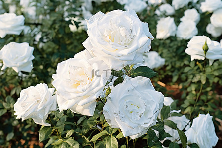 花园里的白玫瑰