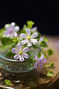 白花花的雪背景图片_小白花坐在碗里