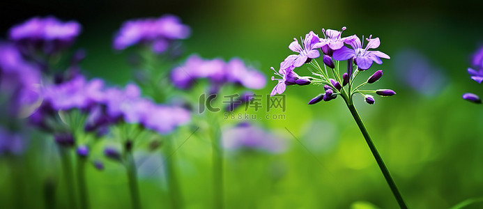 绿色田野中绿色背景的紫色花朵