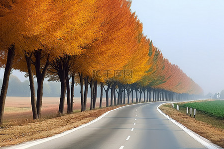 孤独的绿树成荫的道路，有秋天的树木和秋天的田野