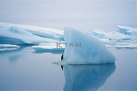 qq头像企鹅背景图片_一只企鹅坐在冰冷的岩石上