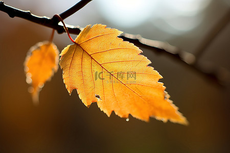 大叶子背景图片_秋天的树上坐着一片大叶子