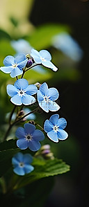 蓝色小花背景图片_绿叶植物上的蓝色小花