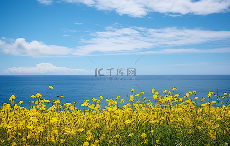 一片黄色的花朵和海洋，云朵和蓝天