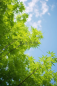 竹树和多云的天空免费照片
