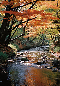山背景图片_秋天的小树林，长满了五颜六色的树叶，还有一条小溪