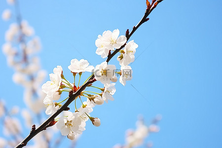 白色羽毛背景图片_新鲜的樱桃 樱花花朵 樱花花朵 樱桃树 白色羽毛