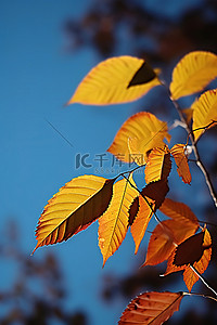 蓝天映衬下的一群色彩缤纷的树叶