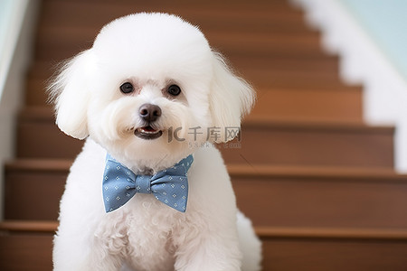 楼梯上打领带的白色比熊小狗
