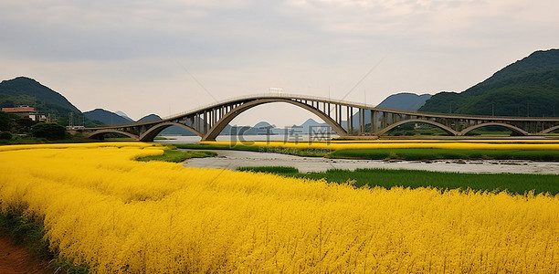 桥边金色稻田的照片