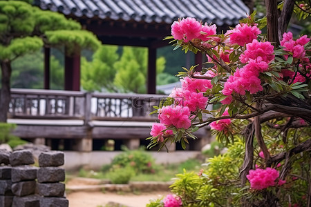 传统的 Echiang 韩国花园，有粉红色的花朵和绿树