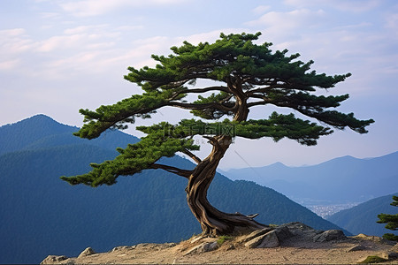 孤独背景图片_一棵孤独的松树矗立在山顶，背后是群山