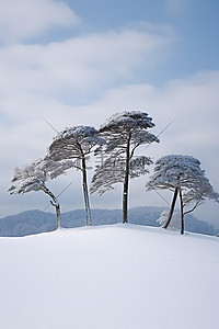 雪地背景图片_雪中​​斜坡上的四棵树
