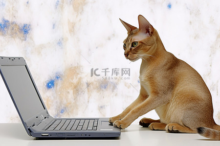 电脑背景图片_猫坐在一台白色的电脑上