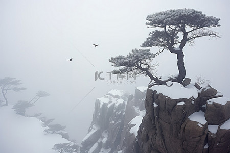 冬天的雪顶覆盖着一棵树