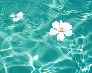 水面上漂浮着白色的花朵