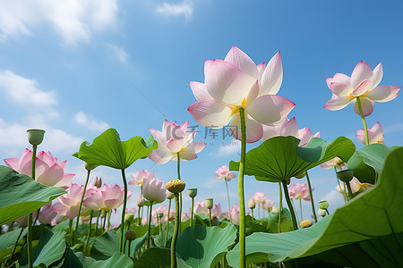 荷叶莲花背景图片_在台湾，花园里盛开着中国莲花