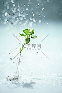 照片标题为绿天下白雨中植物花发芽