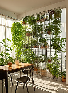 室内植物盆栽背景图片_餐厅的室内植物