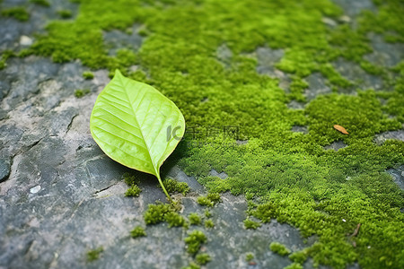一片绿叶坐落在苔藓覆盖的岩石顶部