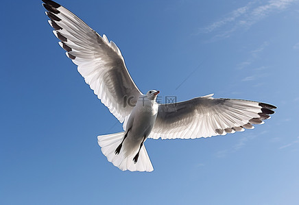一只翅膀张开的鸟在天空中飞翔