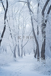 金雪背景图片_满洲金化县冬雪中穿过冬季森林的小路