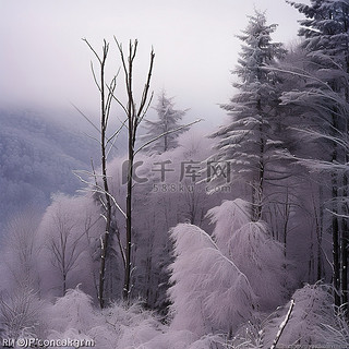 田纳西州北部蒂恩加森县的多莉山滑雪区有许多不同的树木覆盖着白霜