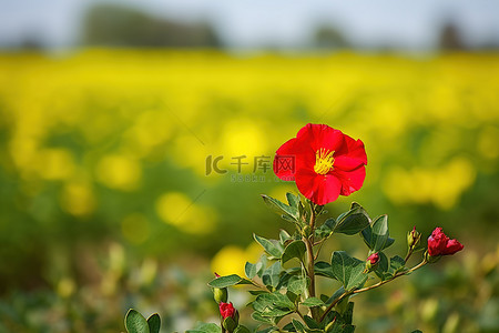中秋菊盛开背景图片_一朵红色的花生长在黄色和绿色的田野里