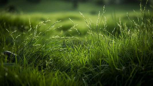 绿色生态叶子背景图片_草地植物花朵小草