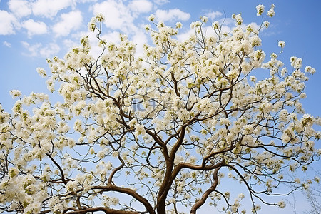 树上开满了白色的花朵，逆天而立