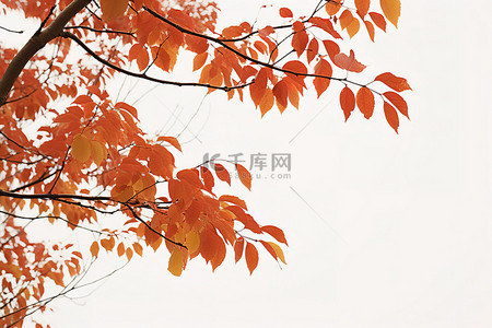 秋背景图片_公园绿地树枝上的秋黄叶