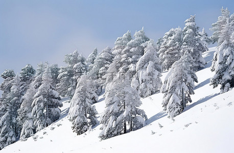 冬天松树背景图片_积雪覆盖的山坡上的积雪松树