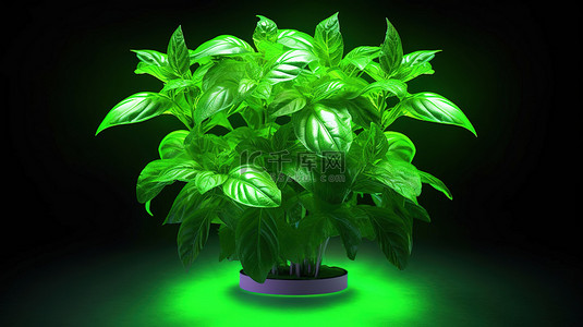 LED 生长灯照亮欣欣向荣的罗勒植物的 3D 插图