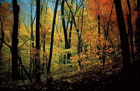 秋背景图片_俄亥俄州秋树林