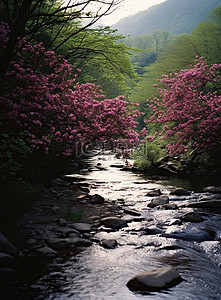 花河流背景图片_一条田园诗般的河流，有盛开的粉红色花朵和树木