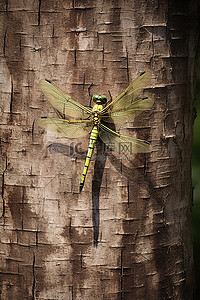 蜻蜓坐在树干上