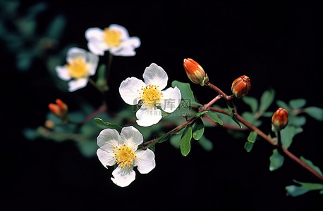 白色花背景图片_没药 lifshitz fabrifolia 花