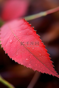 近背景图片_秋天的颜色 红叶的近距离观察