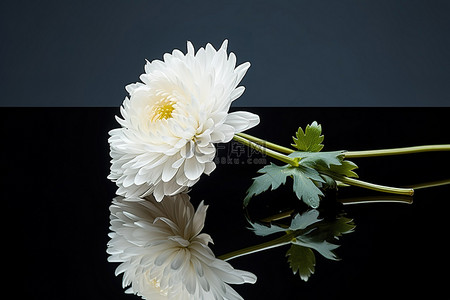白菊花的肖像