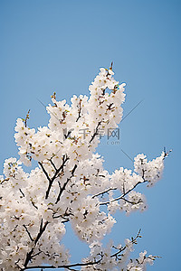 一棵白色盛开的樱花树挂在蔚蓝的天空上