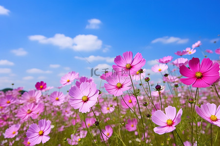 蓝天田野里的粉红色花朵