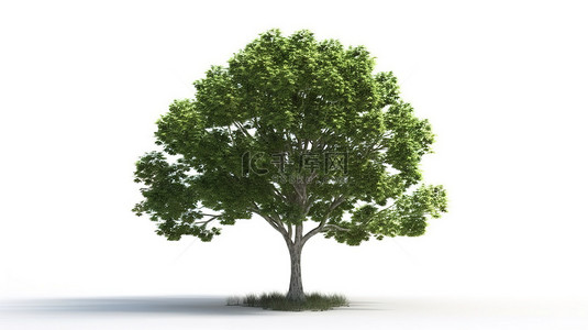 大绿树叶子背景图片_孤立的树或植物的白色背景 3d 渲染