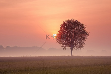 一棵孤独的树矗立在田野里，太阳在它身后